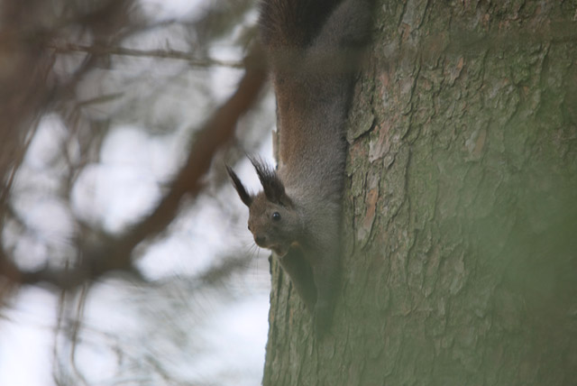 �ӂ��`�B�L�тċC�����ǂ��`��