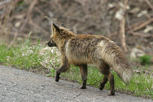 �g�b�g�R�g�`��