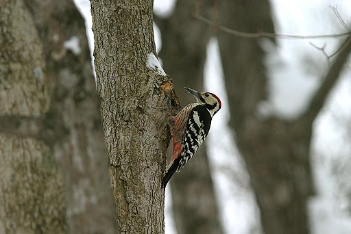 �A�J�Q��������^�œ����̐Ԃ��傫��