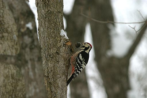 �ӂ񂪂��I�I�@�N���~�傫�����I�I