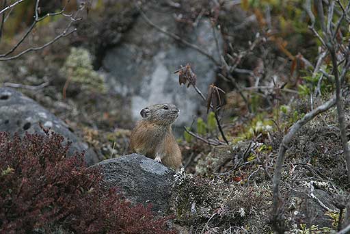 �n�c���c�I�i�Ӗ��Ȃ��j