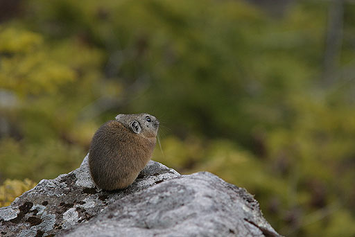 �H���[�܂�E�E�E