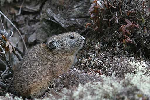 ���������~���Ȃ��E�E�E�N�A���т����B