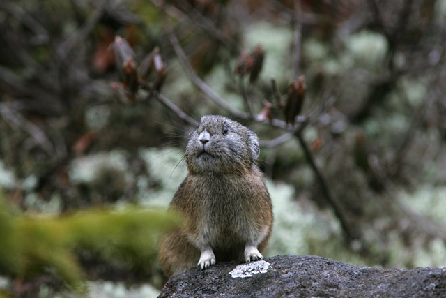 �ӂ�̗l�q���f���B�L�����L�����E�E�E