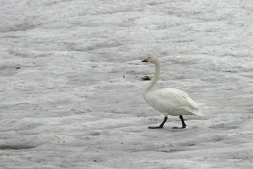 �e�R�e�R�E�E�E