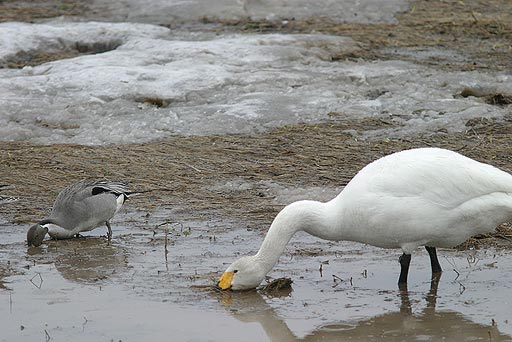 �K�c�K�c�I�I�̗͒��߂Ȃ���I