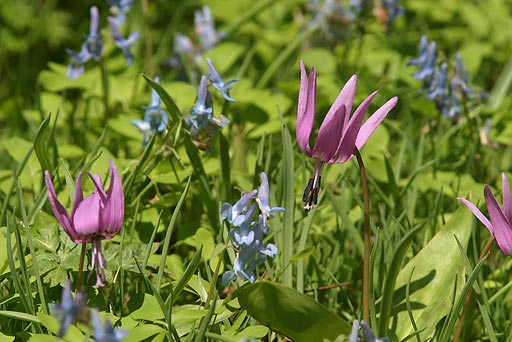 ���J�̃G�]�G���S�T�N�ƃJ�^�N��