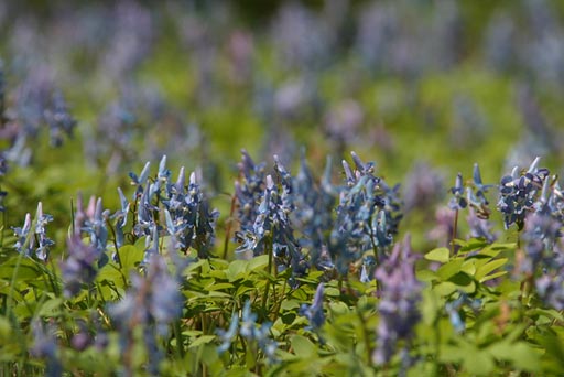 ���J�̃G�]�G���S�T�N