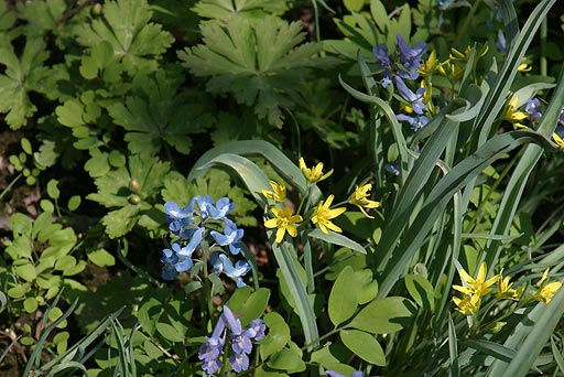 �G�]�G���S�T�N�ƃL�o�i�m�A�}�i