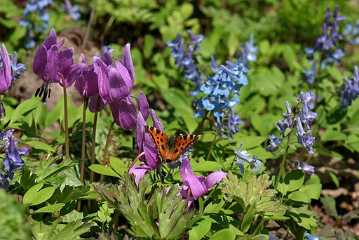 �G�]�G���S�T�N�ƃJ�^�N���ƃq�I�h�V�`���E