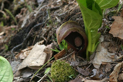 �U�[���\�E