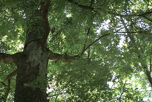 ����������o���ׂ��}�ɃA�I�o�Y�N�����܂��B