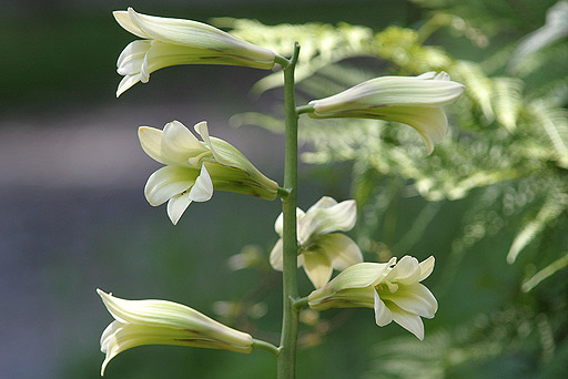 �I�I�E�o�����̉�