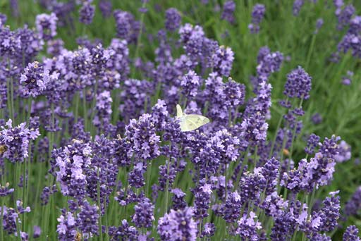 ���x���_�[�̉Ԃ̖����z�������V���`���E