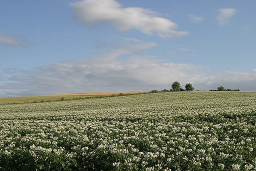 ��`�ɋA��10���O�I���c�ɂ������l�̌i�F