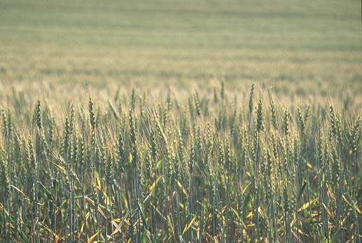 ���ɂ��悮����