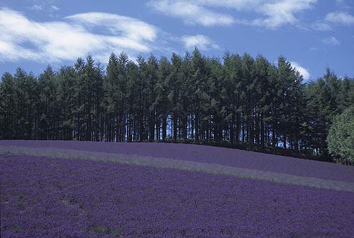 �g���f�B�V���i���E���x���_�[��