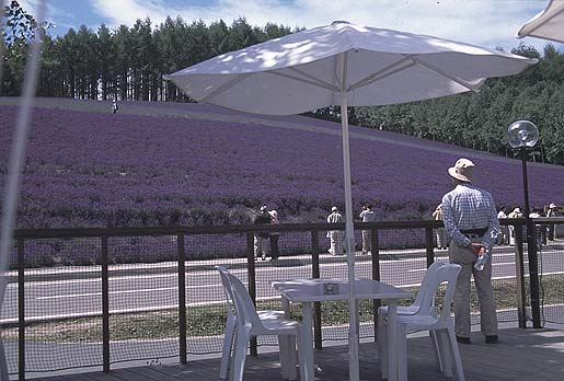 ����������C�����ǂ������H�i�΁j