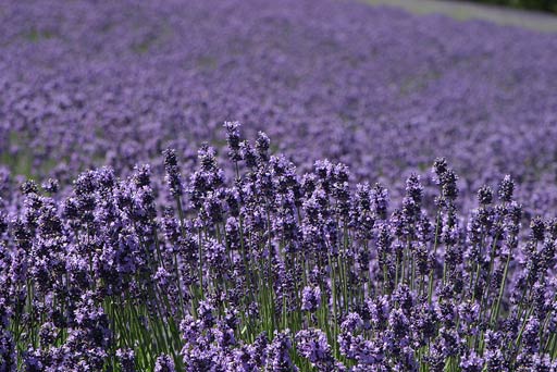 ���x���_�[�̍��肪���ɏ���ĕY���Ă��܂��B