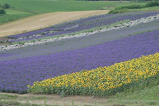 �q�}�����ƃ��x���_�[