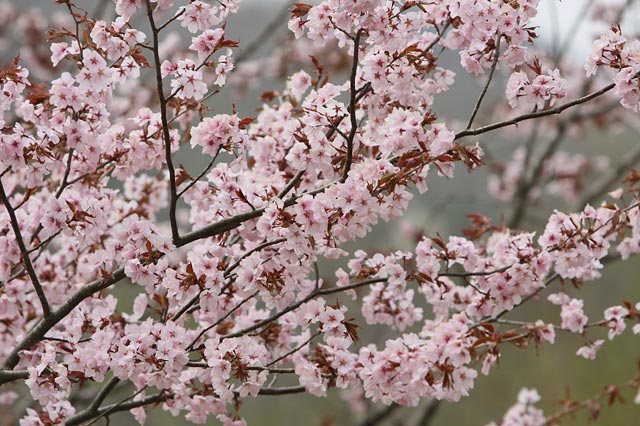 濃いピンクがかわいい桜です