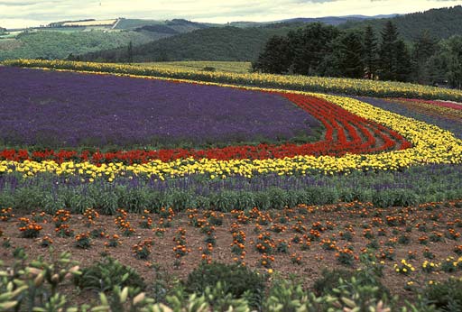 ���Ԕ��Ƀ`���E�`������R���ł��܂����B