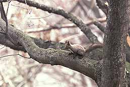 �N���b�N����Ɗg��ʐ^