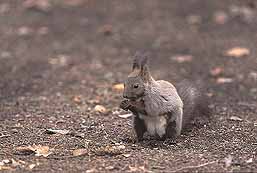 �N���b�N����Ɗg��ʐ^