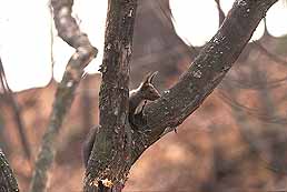 �N���b�N����Ɗg��ʐ^