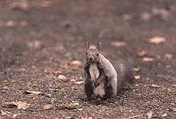 �N���b�N����Ɗg��ʐ^