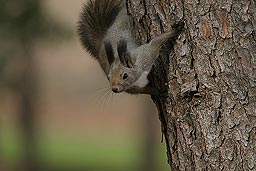 �N���b�N����Ɗg��ʐ^