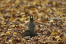 �N���b�N����Ɗg��ʐ^