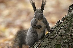 �N���b�N����Ɗg��ʐ^