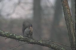 �N���b�N����Ɗg��ʐ^