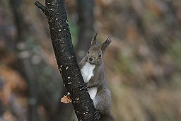 �N���b�N����Ɗg��ʐ^