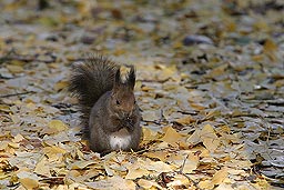 �N���b�N����Ɗg��ʐ^