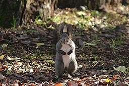 �N���b�N����Ɗg��ʐ^