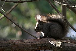 �N���b�N����Ɗg��ʐ^