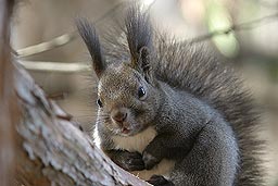 �N���b�N����Ɗg��ʐ^