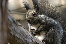 �N���b�N����Ɗg��ʐ^