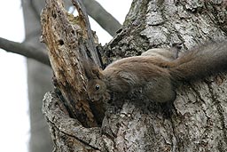 �N���b�N����Ɗg��ʐ^