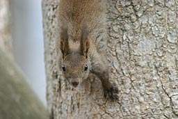 �N���b�N����Ɗg��ʐ^