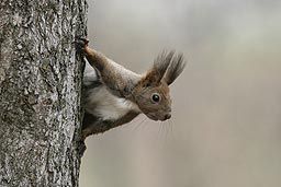 �N���b�N����Ɗg��ʐ^