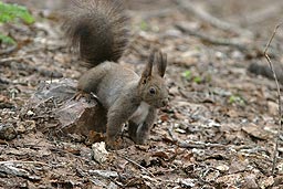 �N���b�N����Ɗg��ʐ^