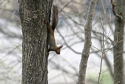 �N���b�N����Ɗg��ʐ^