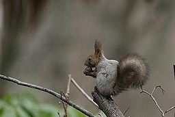 �N���b�N����Ɗg��ʐ^