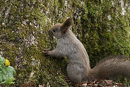 �N���b�N����Ɗg��ʐ^