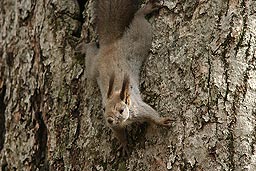 �N���b�N����Ɗg��ʐ^