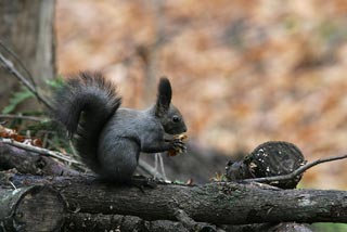 �N���b�N����Ɗg��ʐ^