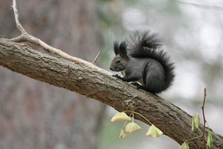 �N���b�N����Ɗg��ʐ^